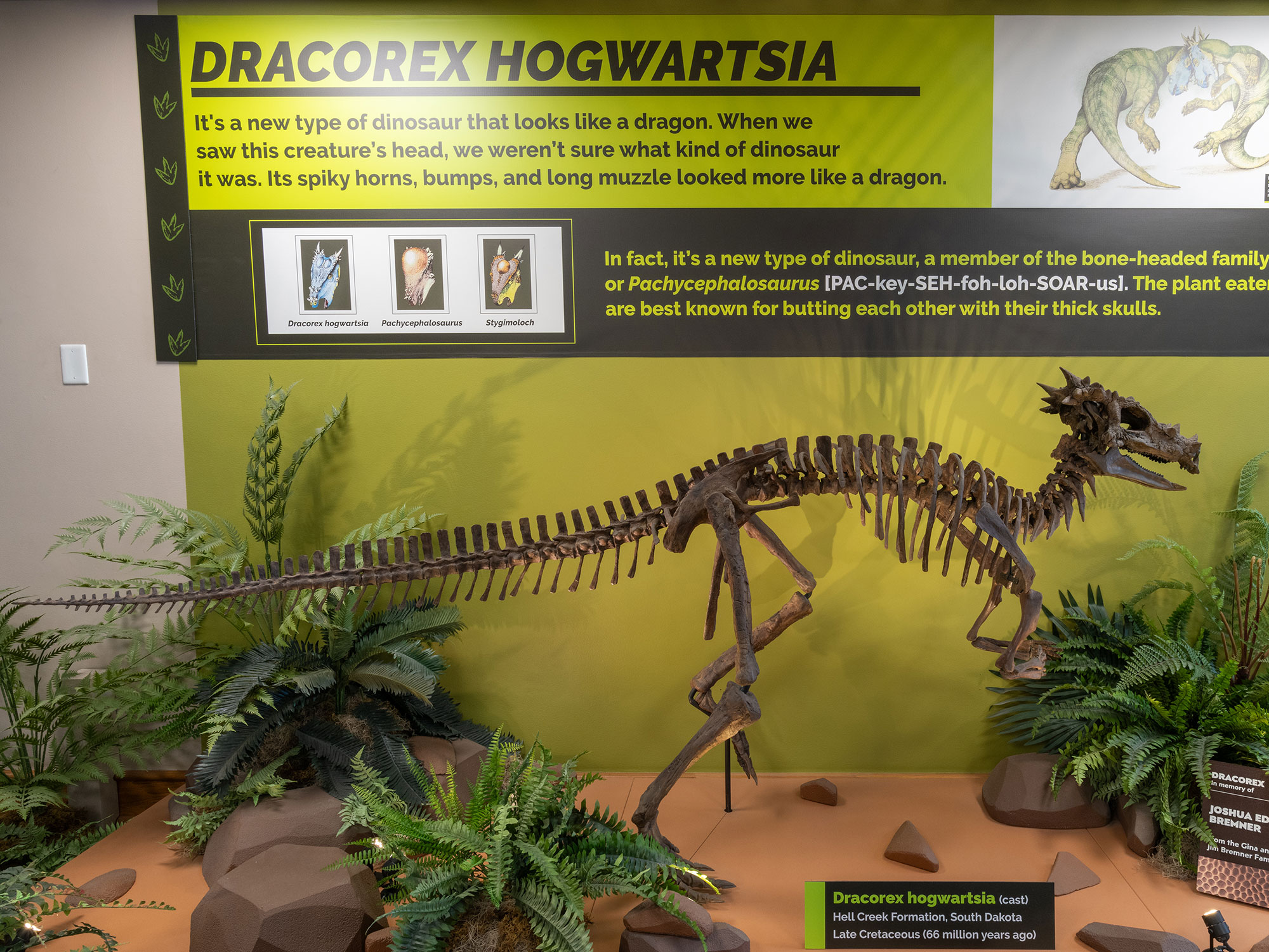 Dracorex hogwartsia